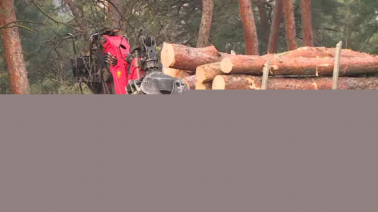 A fost identificată „una dintre cele mai mari zone de tăieri ilegale de arbori descoperite în ultimii ani de zile” în România