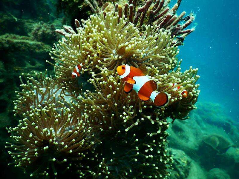 NEPA forges partnerships for coral reef restoration