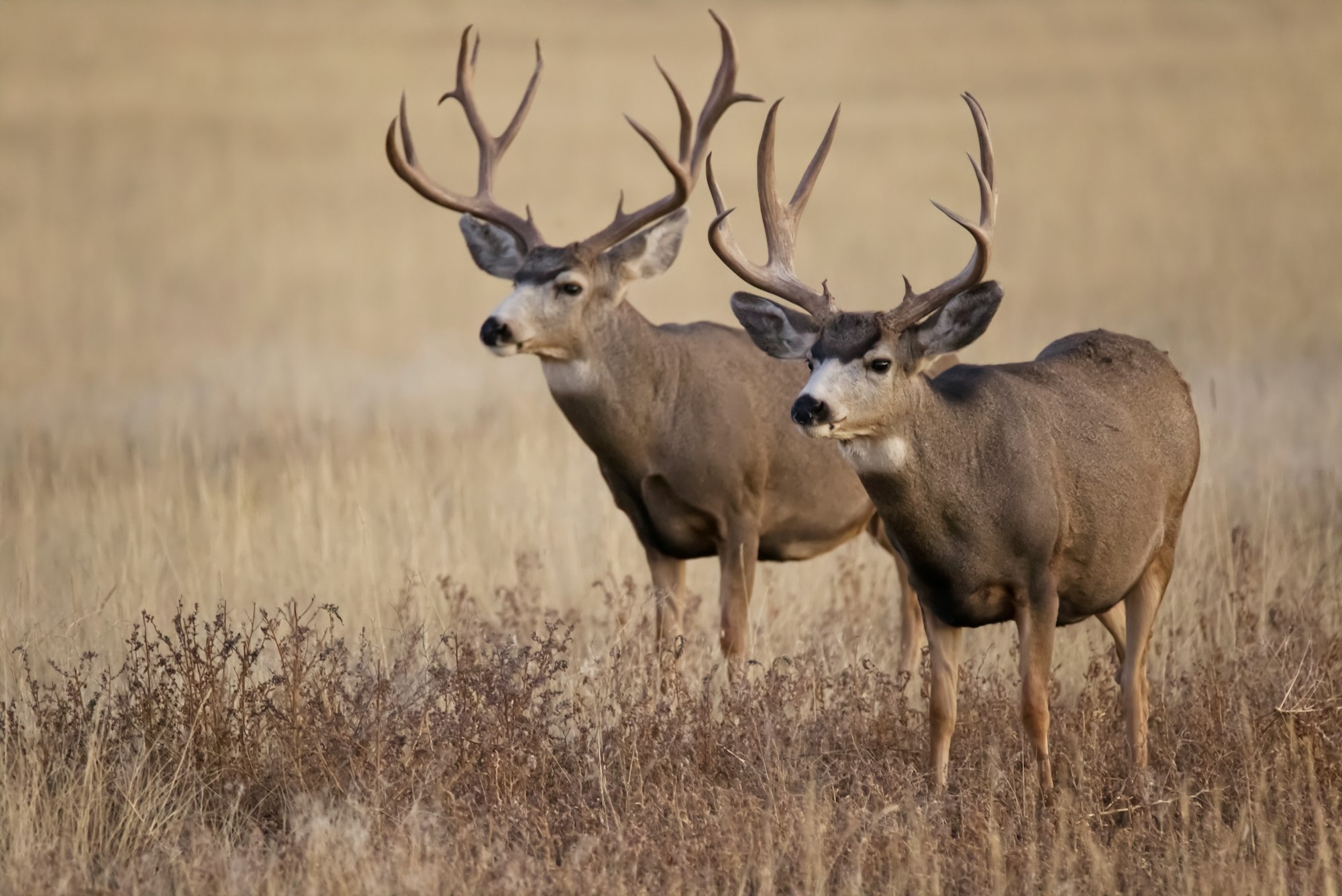 Fact brief: Can people hunt on South Dakota tribal lands?