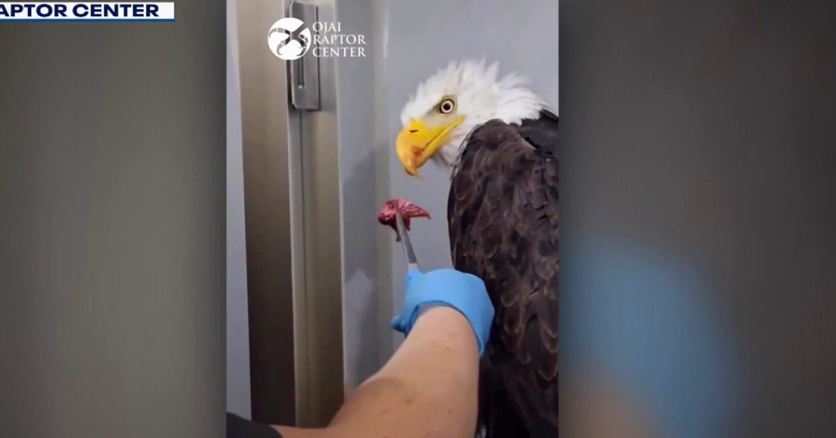 Big Bear eagle Jackie moves out of ICU as Sandy and Luna appear to depart nest