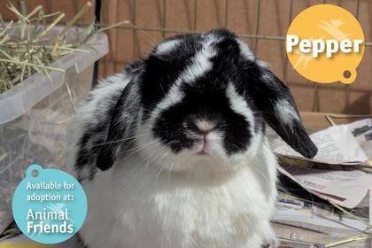 Pittsburgh Pet of the Week: Pepper, a Loving Holland Lop