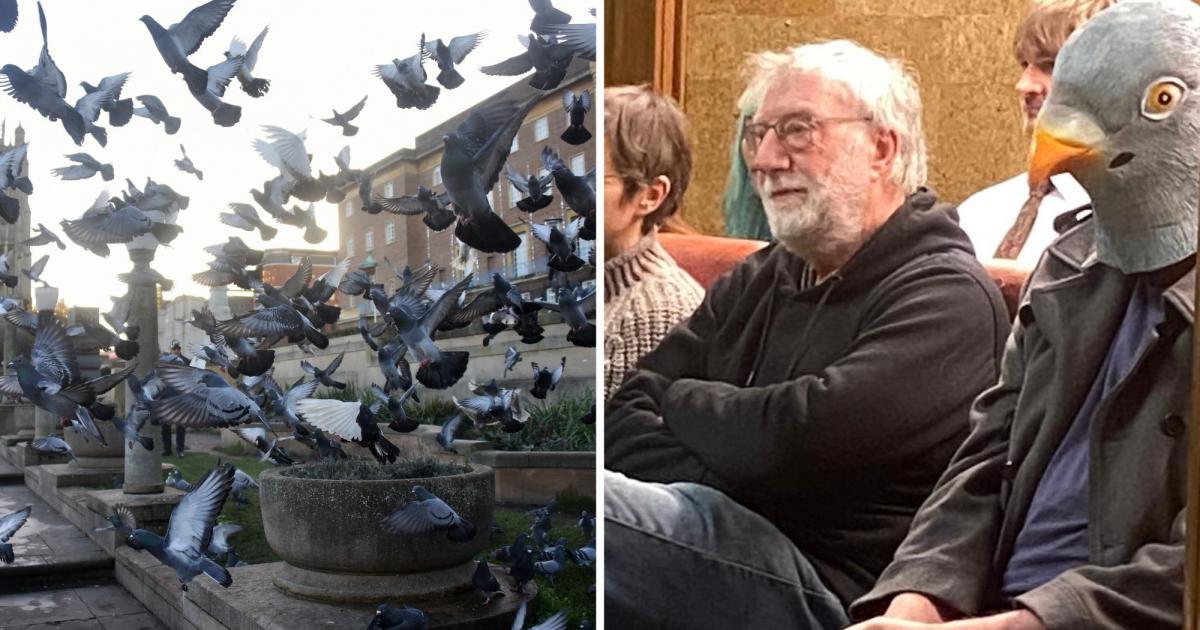Pigeons on the pill? City Hall exploring contraceptives to curb market flock
