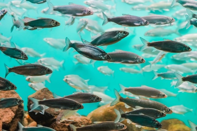 STUDIU: Microplastice prezente în o treime dintre peştii examinaţi în patru ţări din Pacific