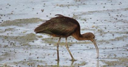 Bird that rarely visits the UK spotted in Cheddar Reservoir for the first time
