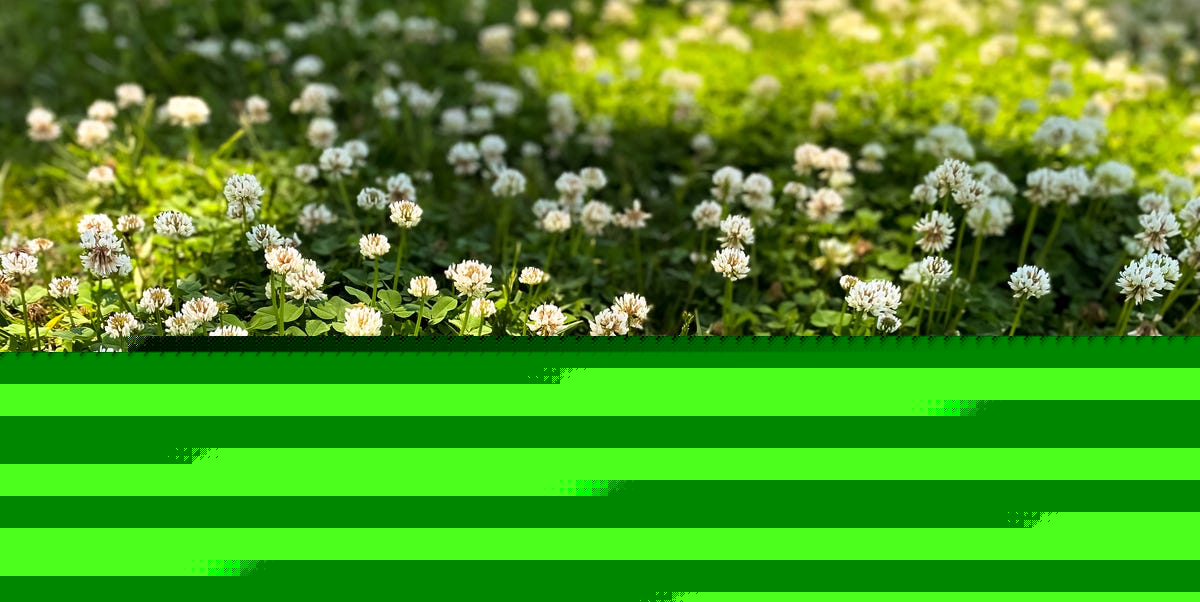 Clover Lawns vs. Grass: Here's the One Experts Say Is Best for Your Yard