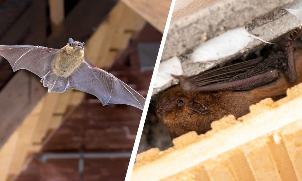 Got bats? What to do if bats choose your house to hibernate in this autumn - and whether you need to worry