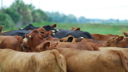 Comment on Proposed private cattle grazing on state lands moves along in first public hearing by tom palmer