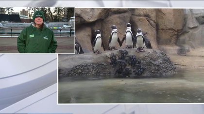 Is it too cold for penguins? Expert weighs in