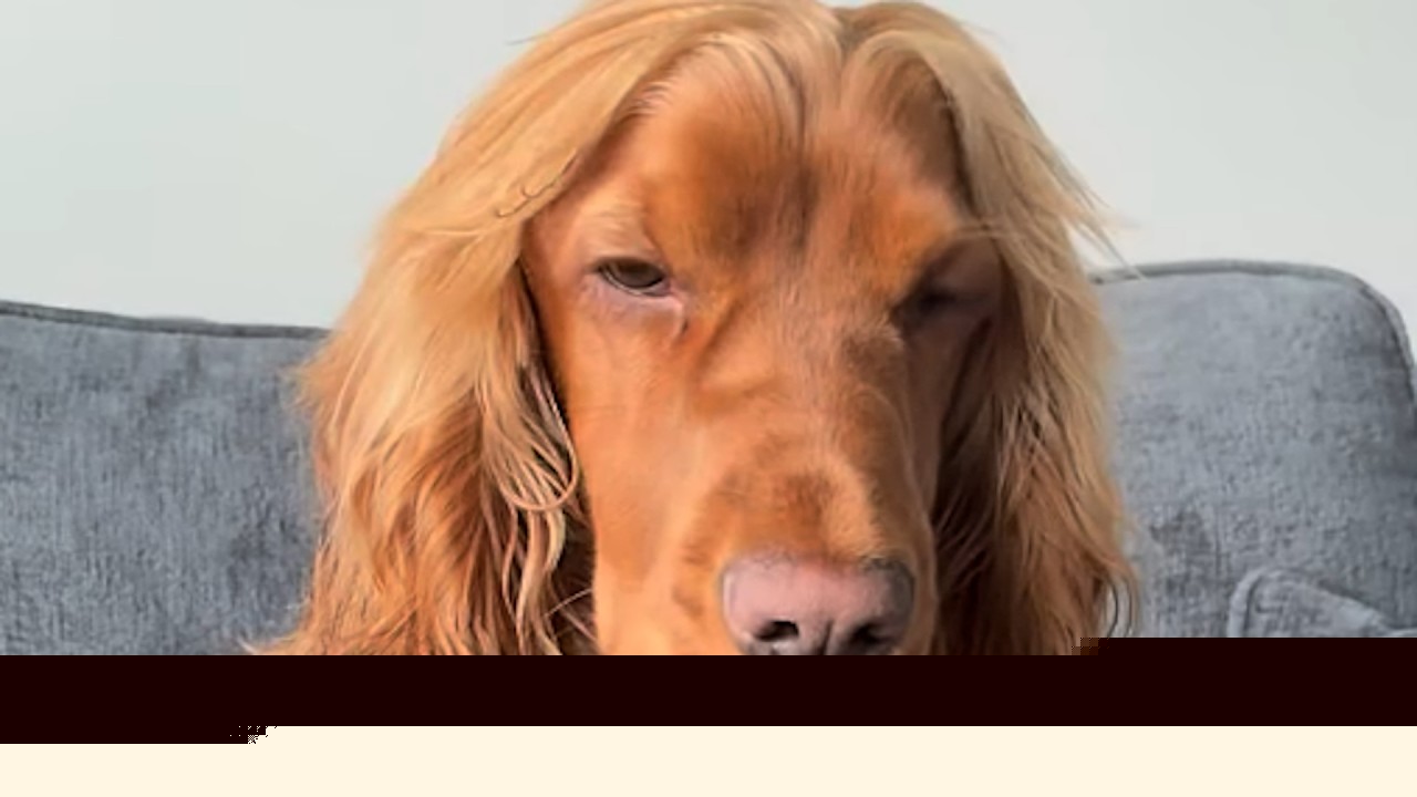 Cocker Spaniel With Long Flowing Locks Croons Like an Opera Singer