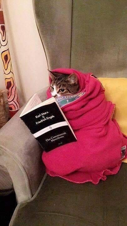 Cats - So cozy