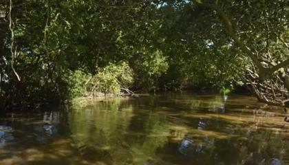 In 12 months, more than 100 tons of trash have been removed from Progreso’s mangroves