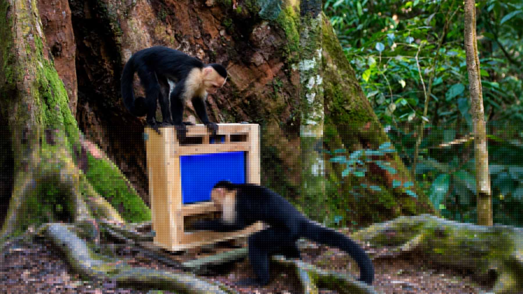 Científicos llevaron una máquina con inteligencia artificial al bosque y 16 capuchinos la dominaron, descubriendo diferentes maneras de conseguir que les entregara comida
