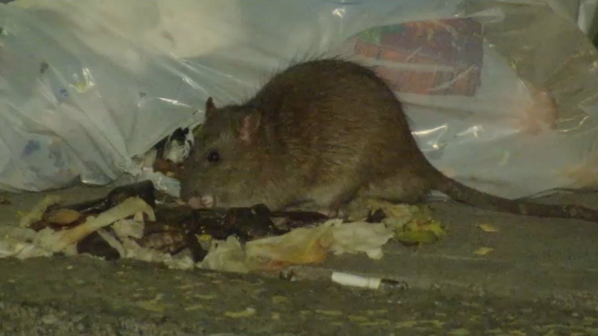 Boston to host National Urban Rat Summit this fall