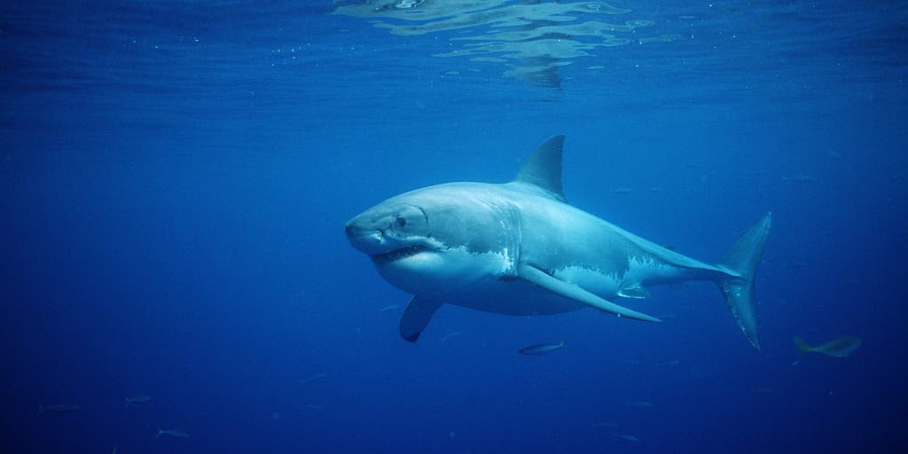 How do hurricanes and tropical storms influence sharks?