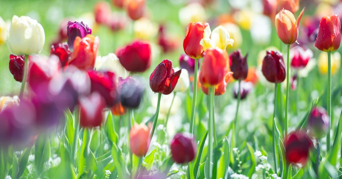 Zprávy ze Zlínského kraje: Stovky cibulek tulipánů a narcisů už teď ve Zlíně míří do země. Ohrožují je hraboši i klimatická kr… (audio)