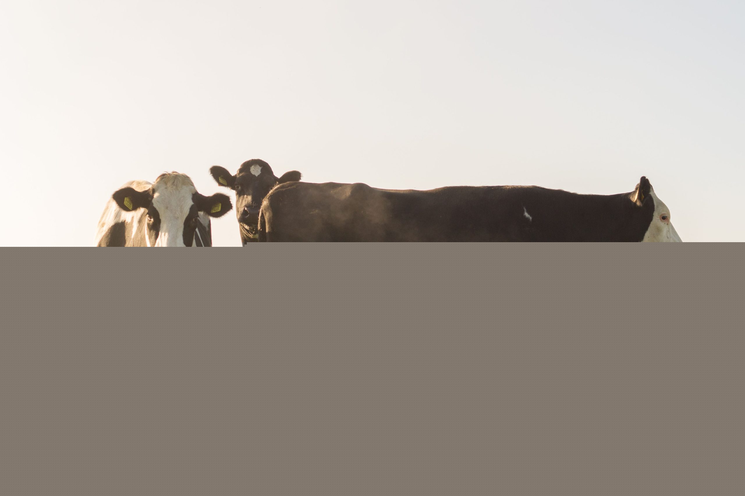 Thirty-two million tonnes: the fertilizer Quebec doesn’t talk about