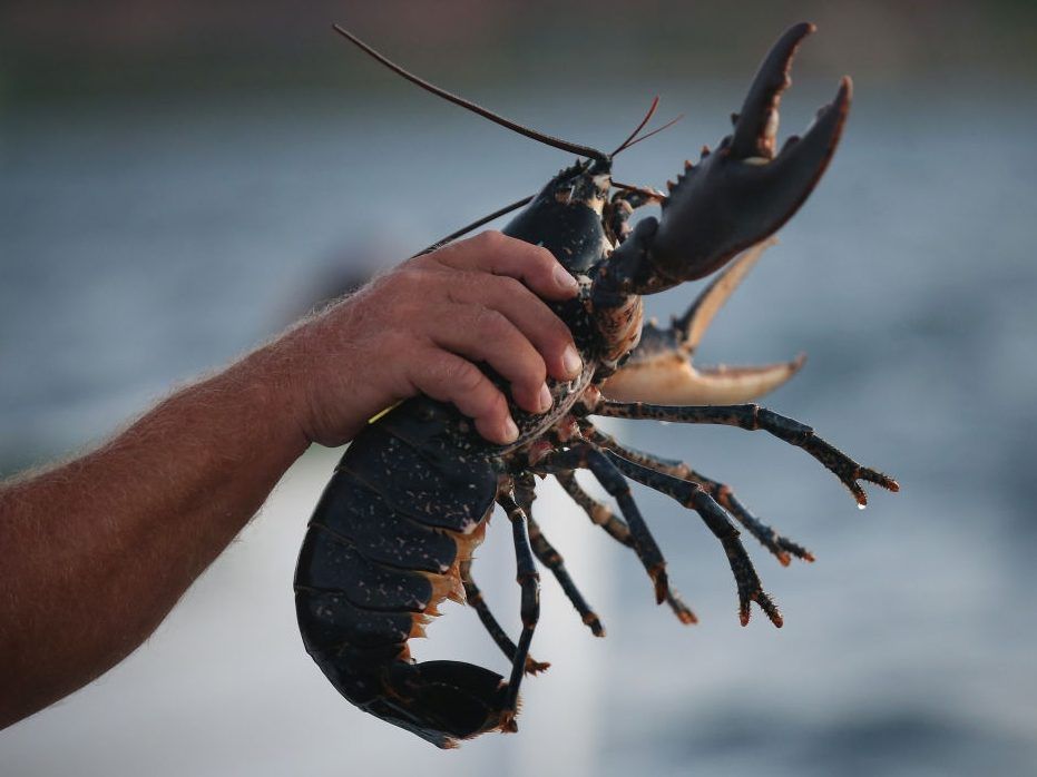 Hamilton man charged for allegedly poaching spiny lobster in Florida