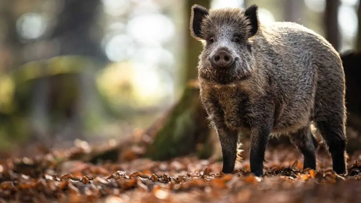 Finland Detects 11 New Cases of African Swine Fever Near Russian Border