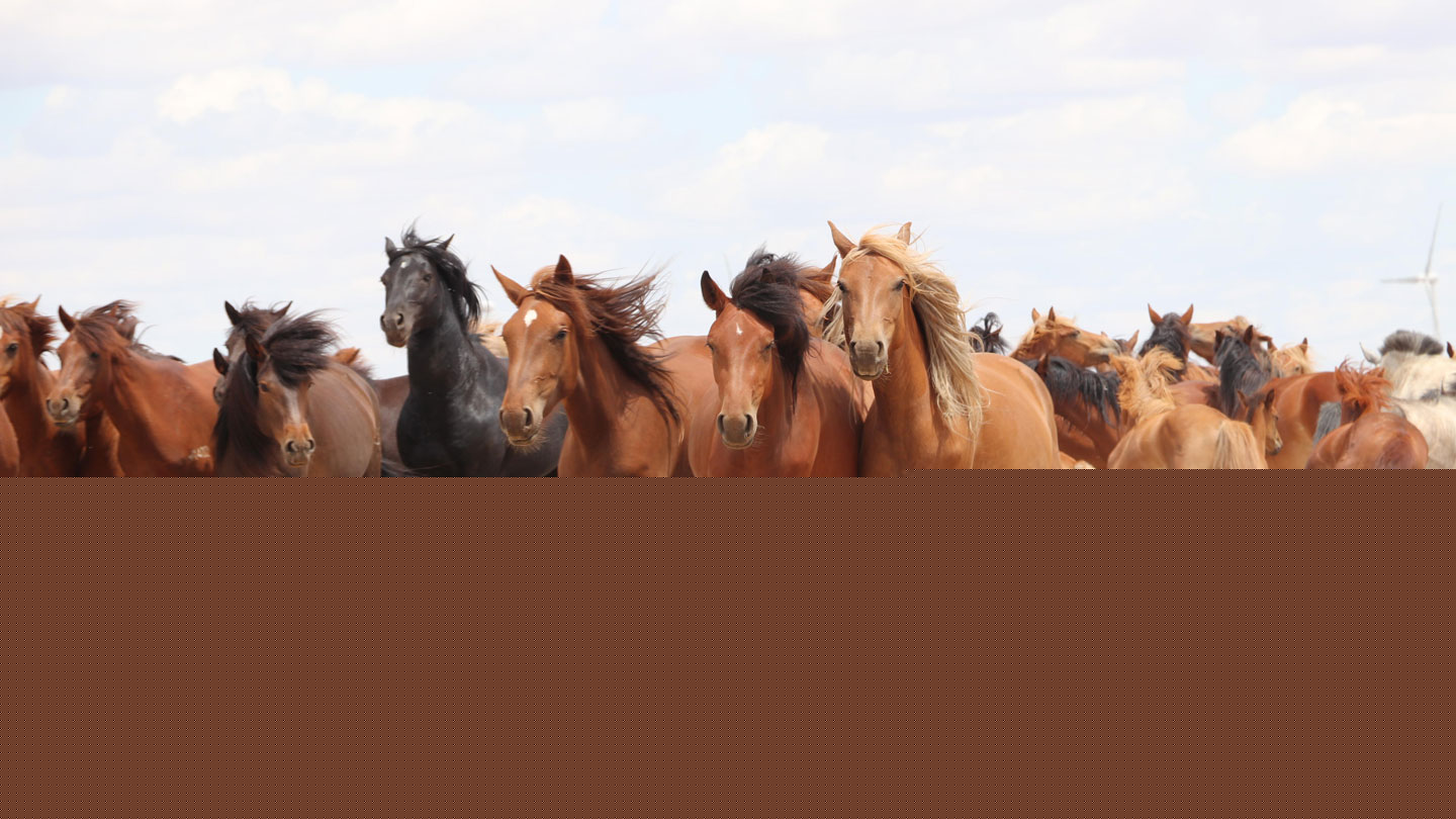 Comment on Scientists found modern domestic horses’ homeland in southwestern Russia by Horses became gentle and easy to ride thanks to two gene