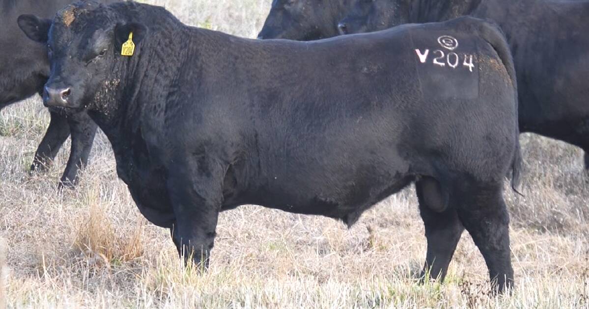 Buyers from five states chase unique Eaglehawk Angus genetics