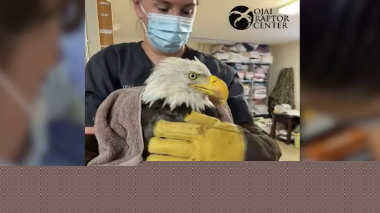 Big Bear bald eagle Jackie dies