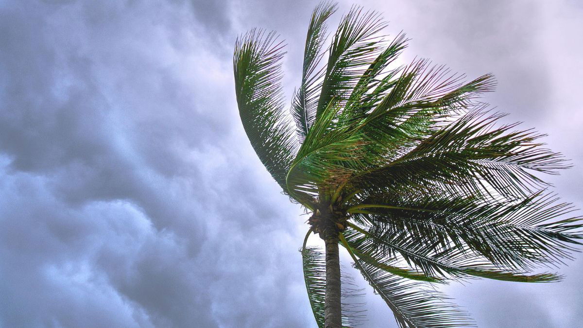 Orange alert in Dénia forces closures as gusts reach 90 km/h