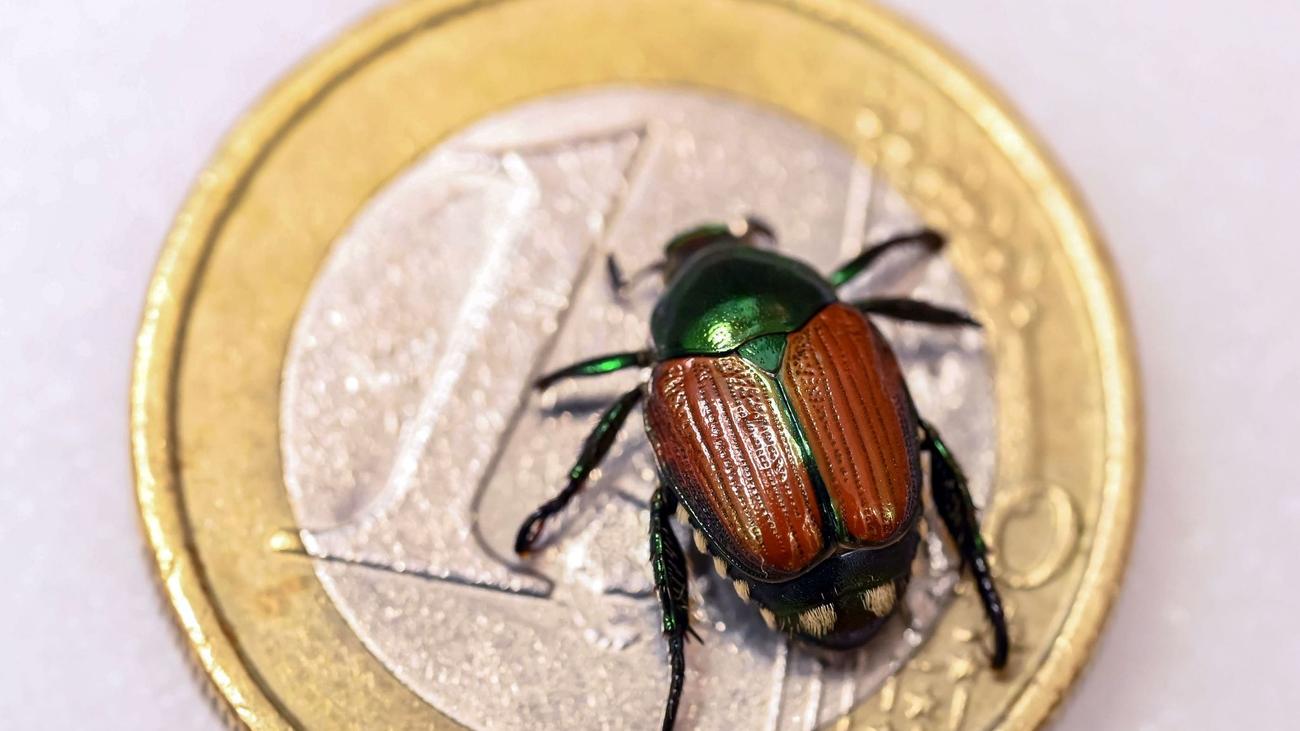 Natur: Vereinzelte Japankäfer im Kreis Lörrach - keine Entwarnung