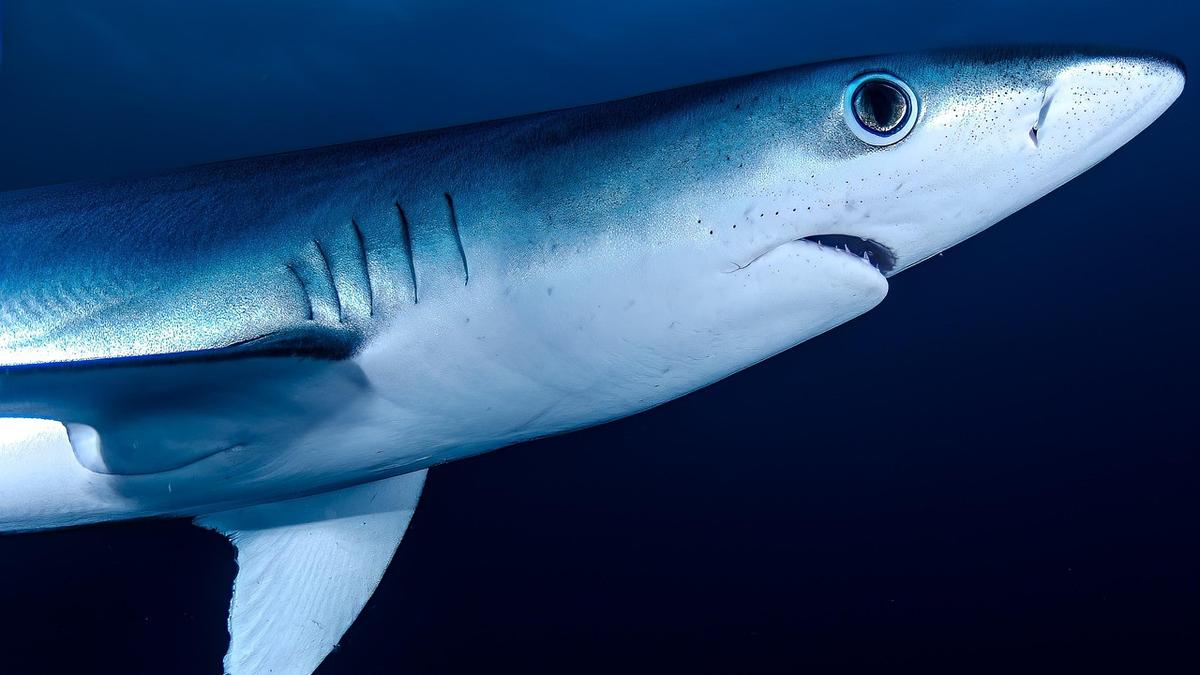 Scientists hunt for 'Sharkzilla' after carnage off New York coast