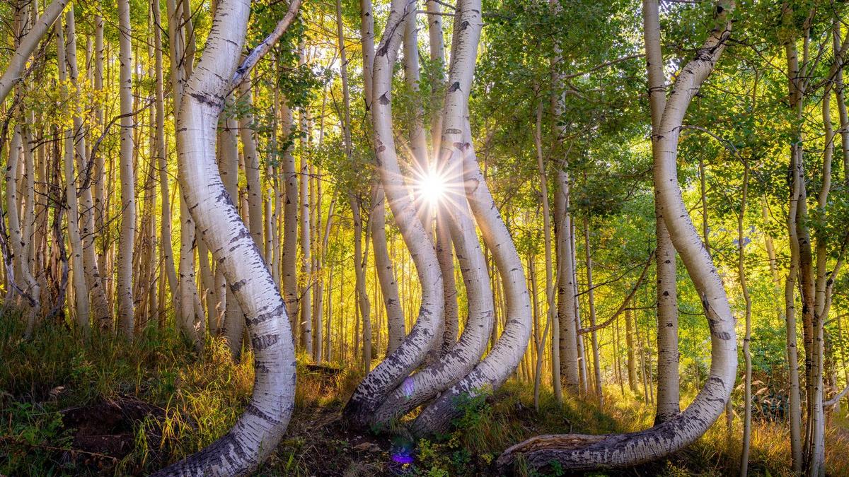 Fall Festivals in Western Colorado You Can’t Miss in 2025
