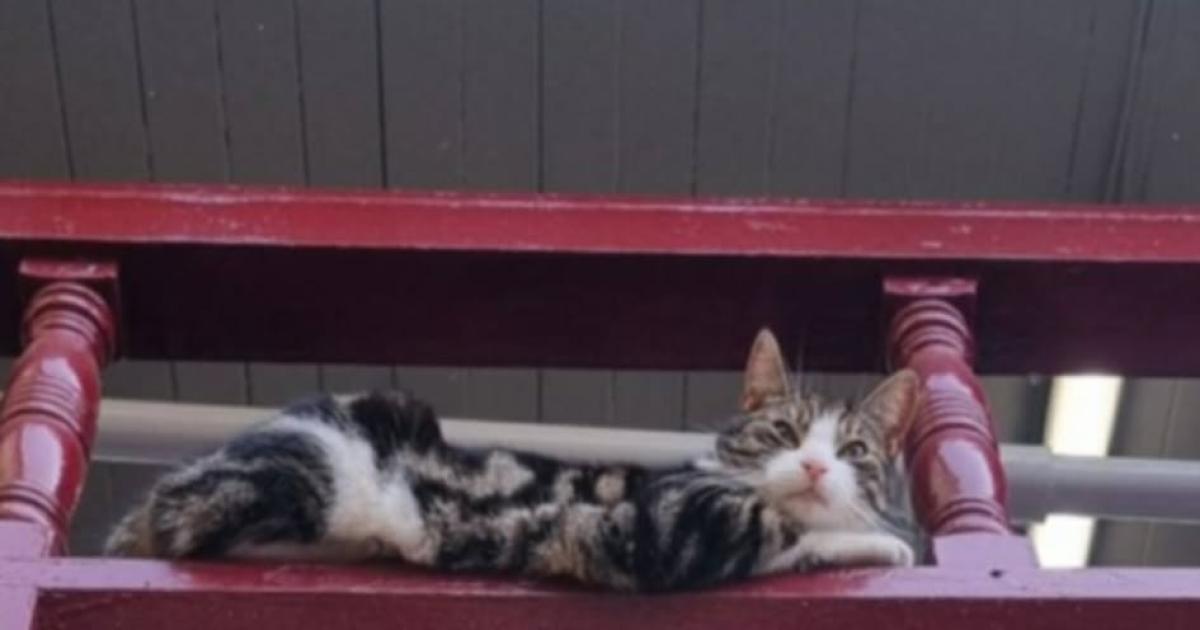 Local celebrity cat beloved by this Bradford district town fighting for his life