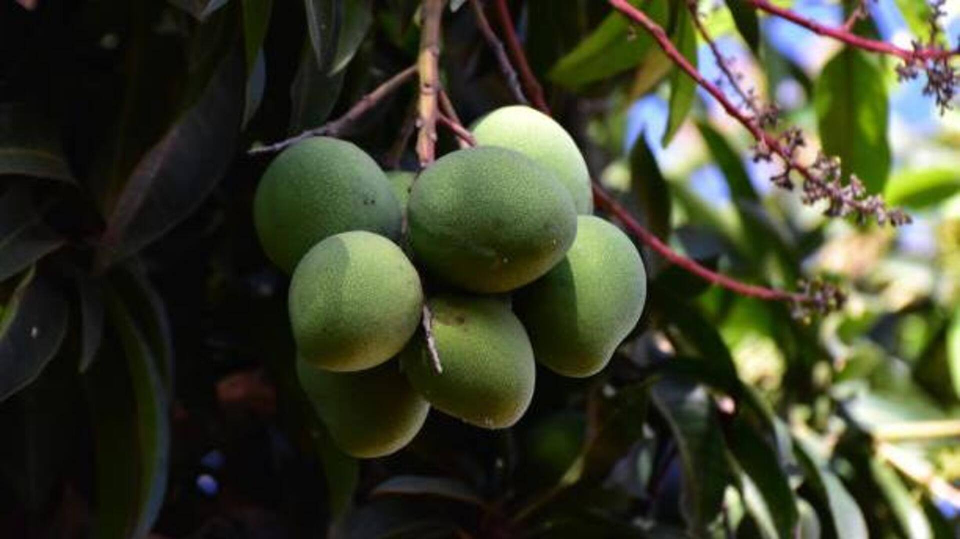 Surprising health benefits of bush mango