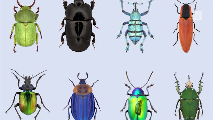 Good Beetles or Bad Beetles? Canada's insect invasion