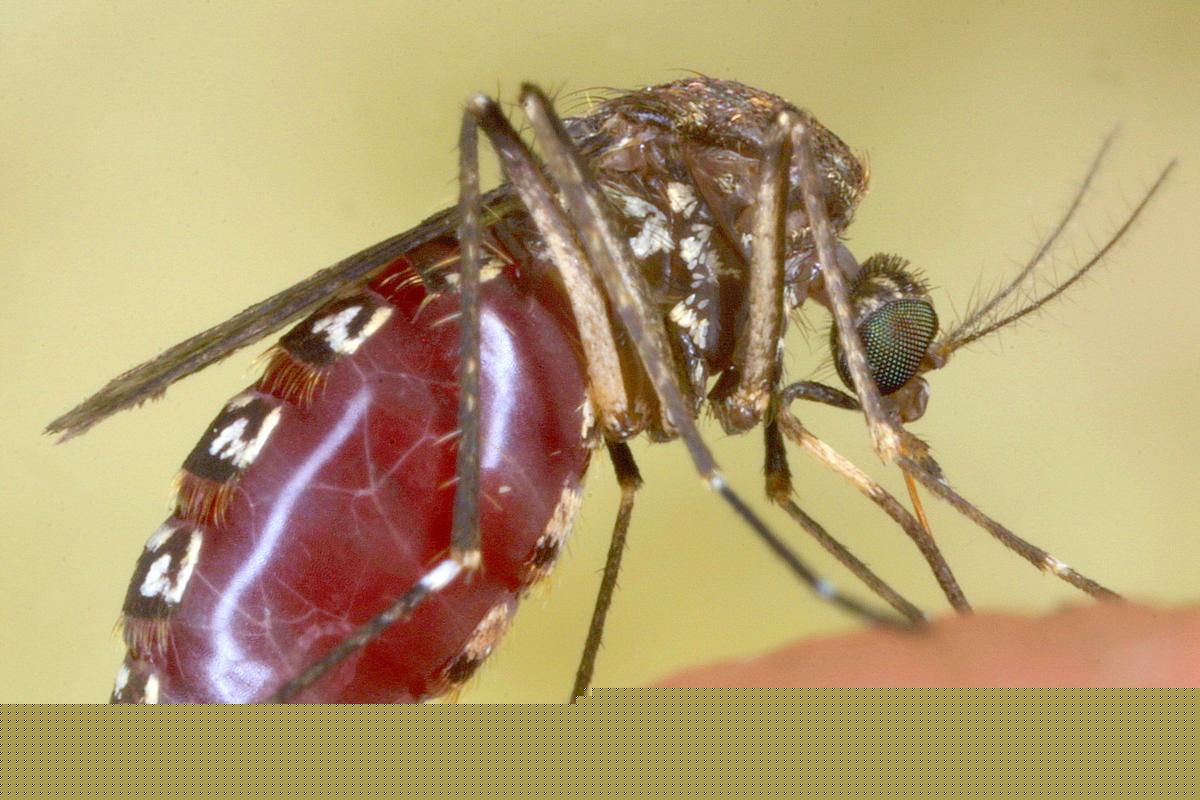 What Parts of Louisiana Have More Positive West Nile Tests in Mosquitoes
