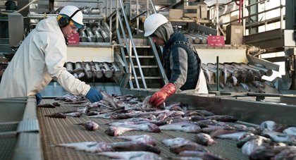 US pollock industry accused by Alaska conservationists of exaggerating benefits