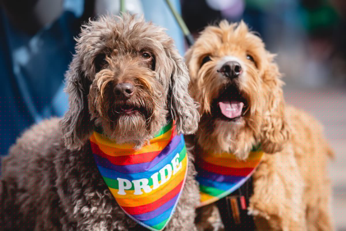Solihull Pride celebrates Love is Love this weekend