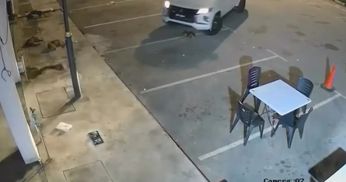 Lawyers want probe after puppy allegedly run over twice