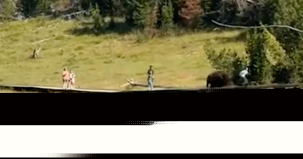 Watch: Bison chases child at Yellowstone National Park during terrifying close encounter