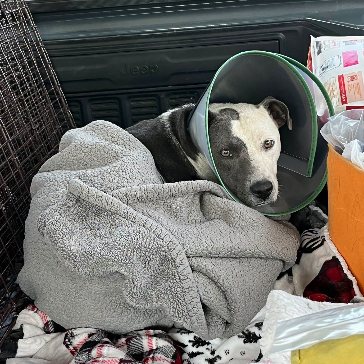 Wedgewood and her 11 nursing puppies removed from horrible conditions thanks to neighbors and police
