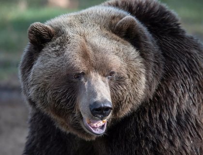 Elk hunter who was mauled by grizzly bear is in stable condition, say B.C. officials