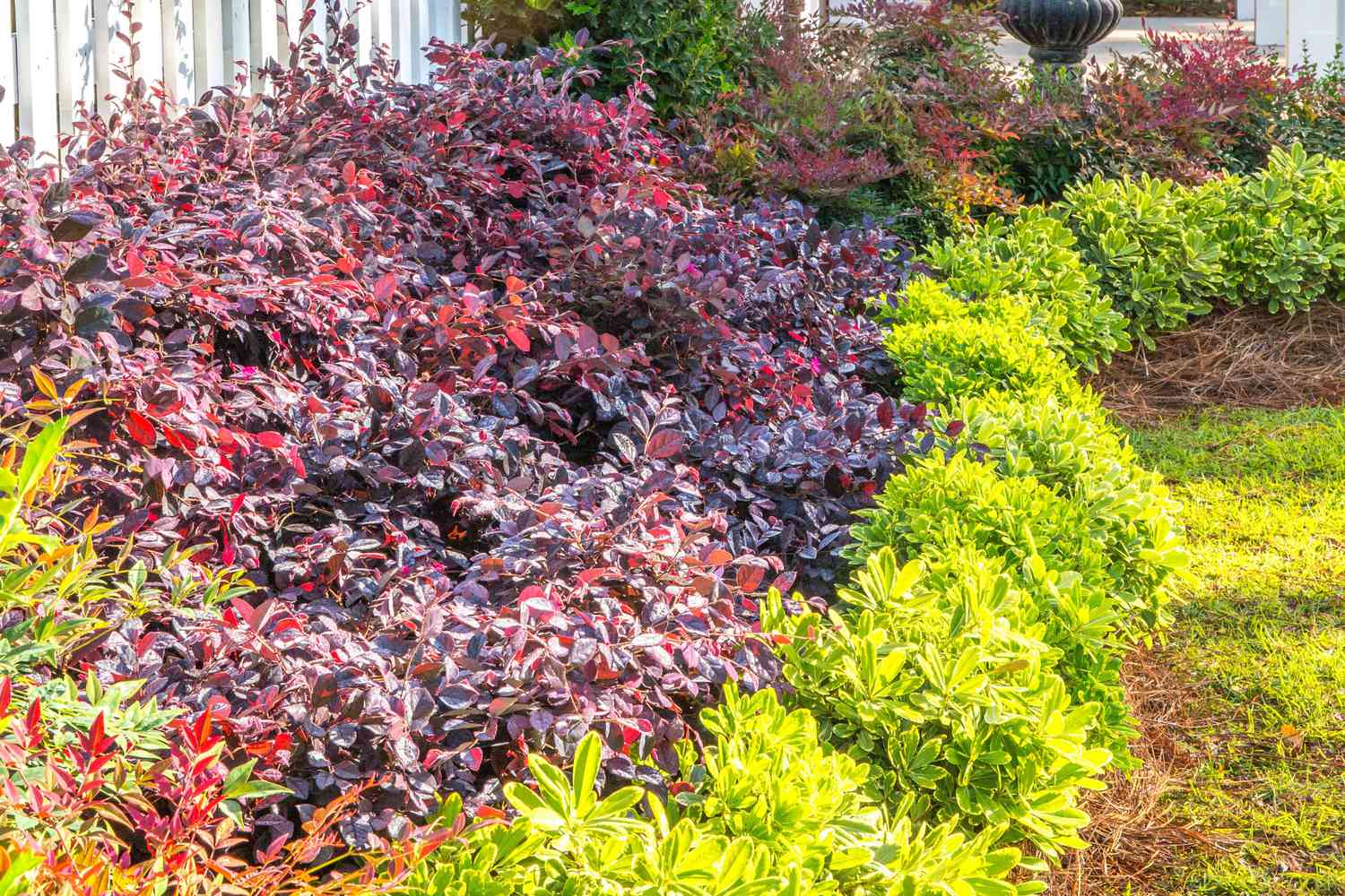 15 Deer-Resistant Shrubs To Add Color And Texture To Your Garden
