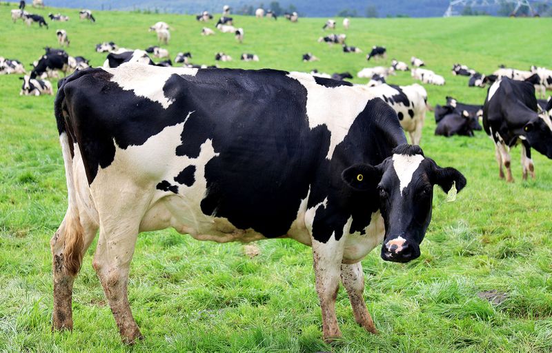 CONTAGION RISK: EC farmers fear a second wave of FMD amid struggle to contain rapid spread