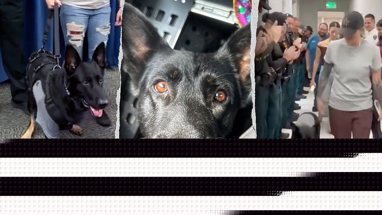 Heroic Florida K-9 returns to sheriff's office days after being shot protecting 3 deputies, losing leg