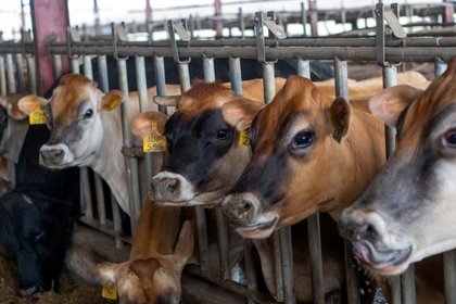 Promasidor Nigeria delivers results with increased local milk production