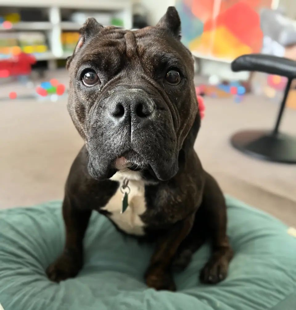 Dallas Animal Services to celebrate Dogust on Friday