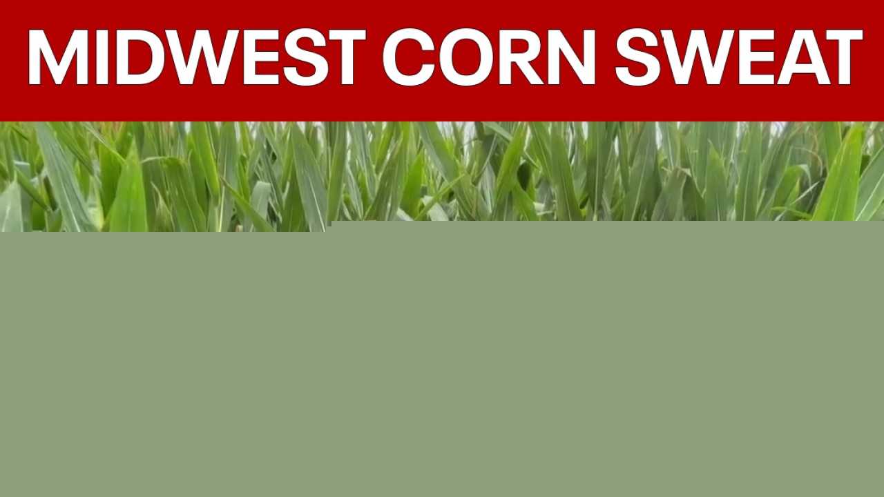 Summer heat, humidity creating sweaty corn in Midwest