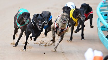 WA racetrack closed pending investigation after greyhound injuries