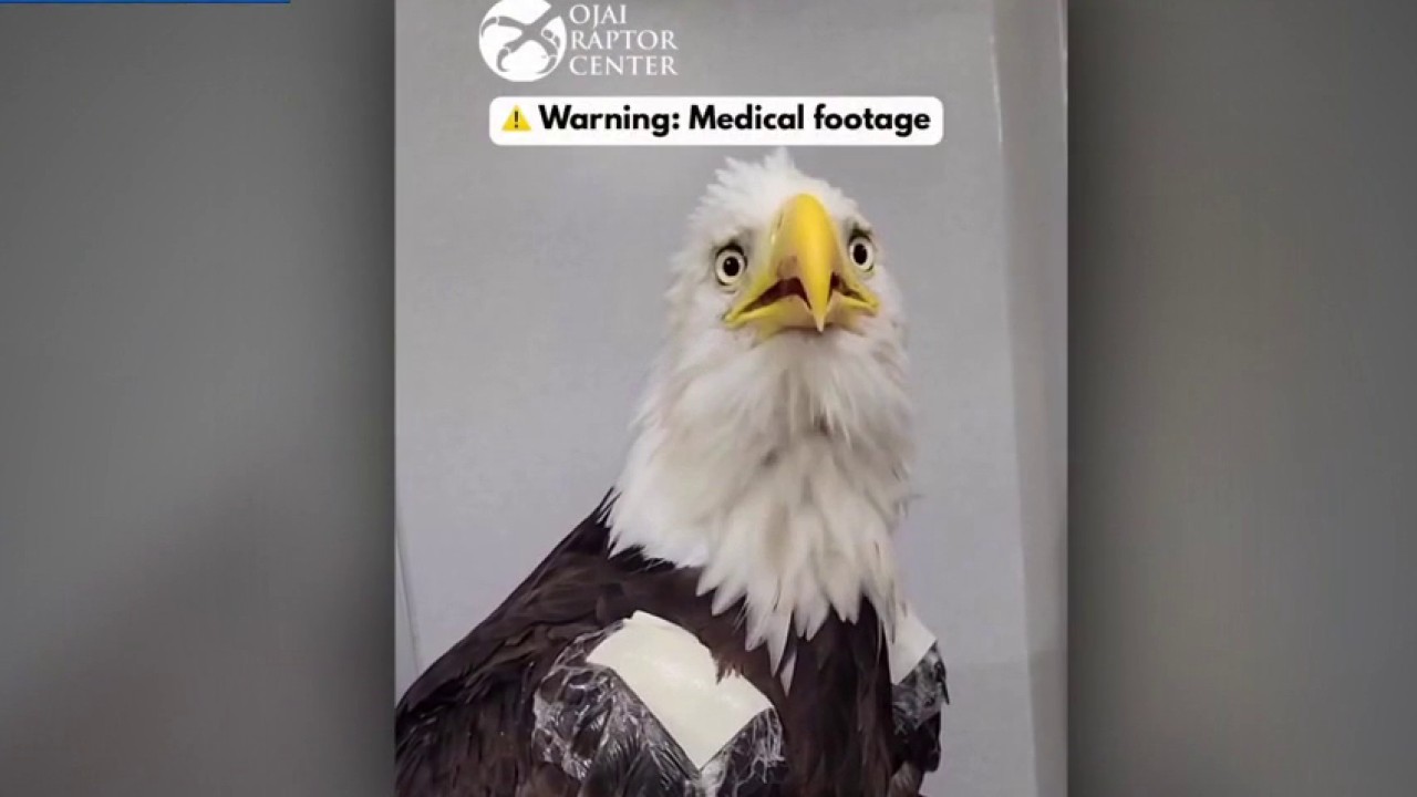 Jackie the eagle eating on her own, more alert