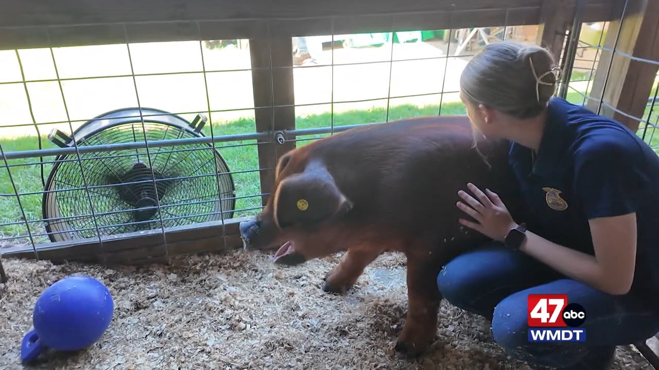Caroline Co. FFA Student Shares Bittersweet Goodbye with Pig