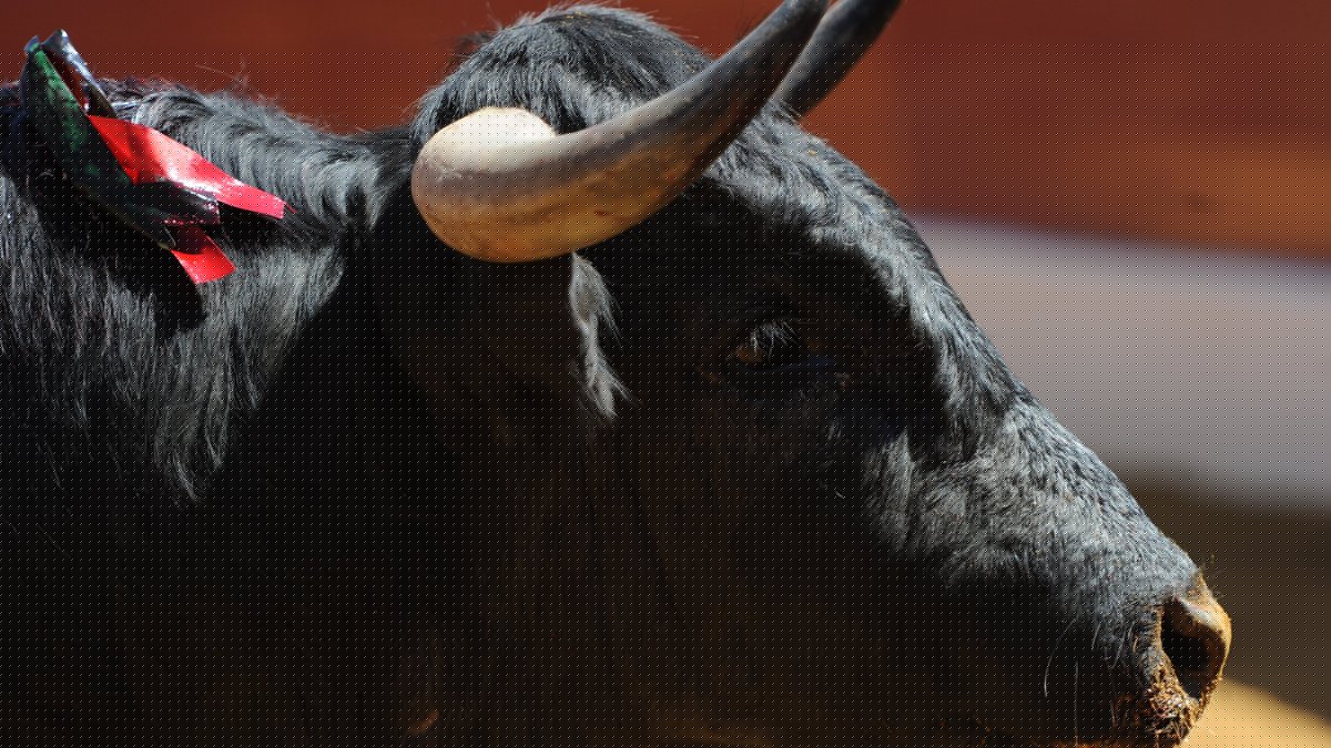 Il participe à un lâcher de bovins dans les rues en Espagne, un jeune homme de 21 ans meurt après avoir été encorné par une vache