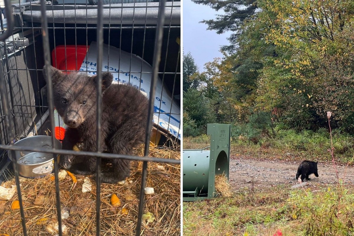 Bear Cub Released in Wild After Unlawful Possession in New York